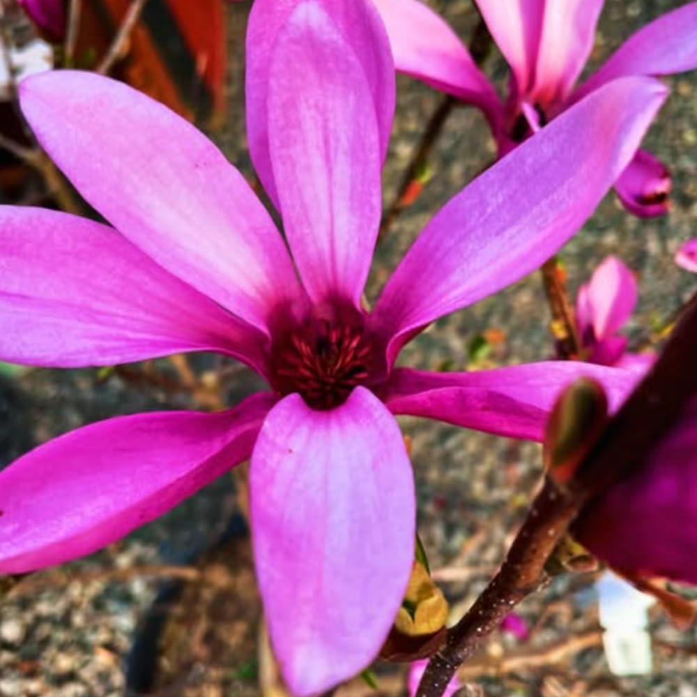 1 Year Old Ann Magnolia Tree in 2.5" Pot, Fragrant Pink Purple Flowers, Dormant in Winter, 6-12 Inch Magnolia Trees Live Plants, No Leaf