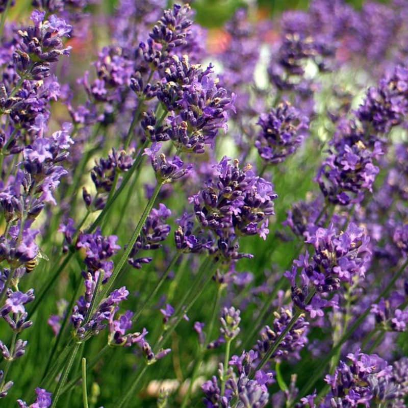 Set 2 Light Fragrant Lavender Plants Live, Fragrant Lavender Herb Plant for Border and Container Growing, Perennial Lavenders Plugs 3-5'' Tall