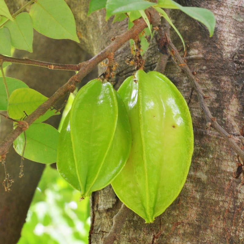 Starfruit Grafted Tree Live Plant, 2 to 3 Feet Tall, Large Star Fruit Carambola Plant in 3 Gallon Pot for Landscaping or Gardening, No Ship to CA