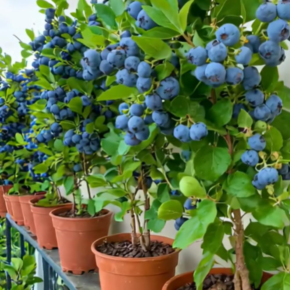 Fruit-Bearing Blueberry Bush Tree Live Plant, 2 Years Old 1-2 Feet Tall in 1 Gallon Pot, Blueberries Plants, High Yielding, Ready to Harvest, No CA