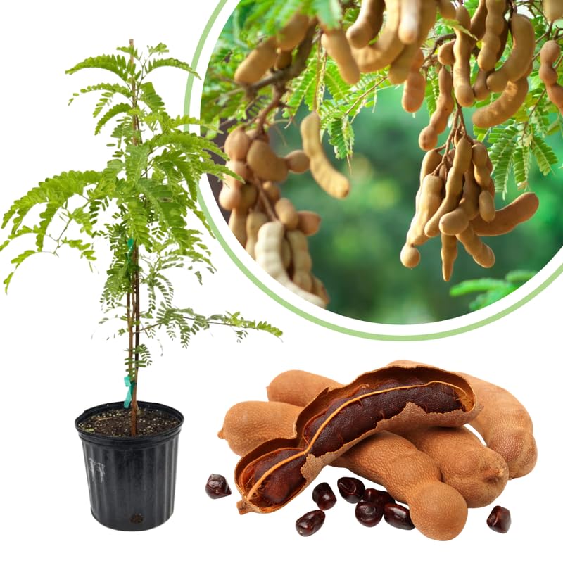 Live Tamarind Tree Plant, 3 Feet Tall, Sweet Tropical Tamarind Fruit Tree in 3 Gallon Nursery Pot