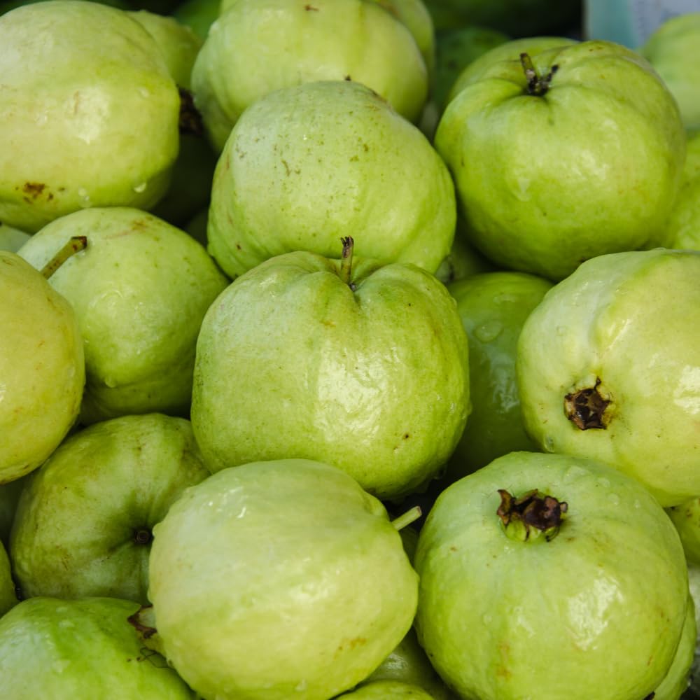 White Guava Tree Live Plant, Tropical Guava Fruit Tree for Planting, Sweet Fruit, 2-3' Tall in 3 Gallon Pot, No Ship to CA