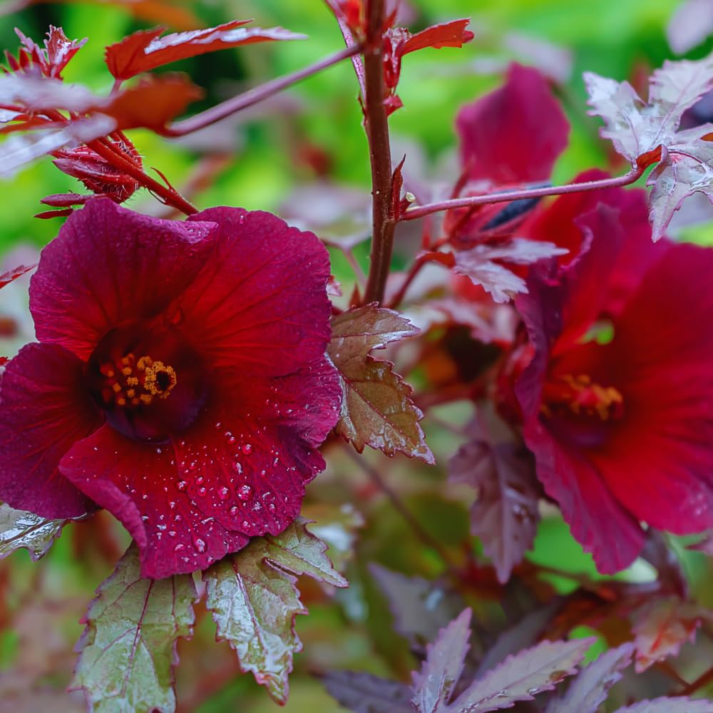 3 Live Cranberry Hibiscus Plants Live, Hibiscus Flower Plants Between 5 and 8 Inches in Height