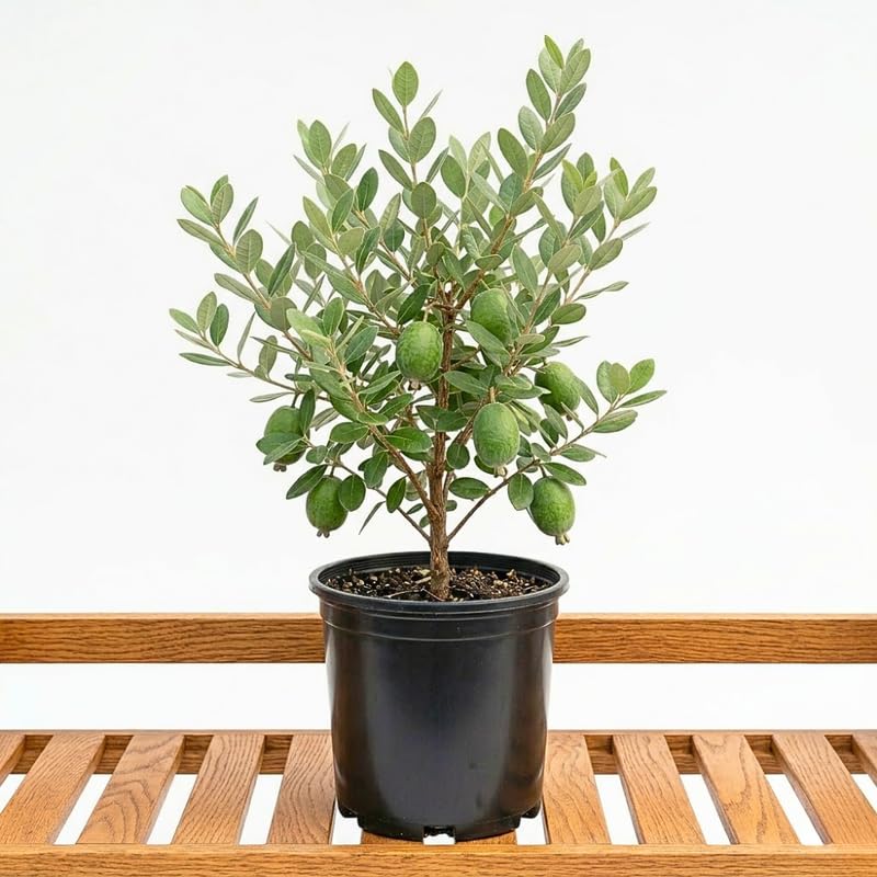 Pineapple Guava Tree Live Plant for Outdoor Planting, Guava Live Plant from 20-24" Inches Tall in 1 Gallon Pot, No Ship to CA