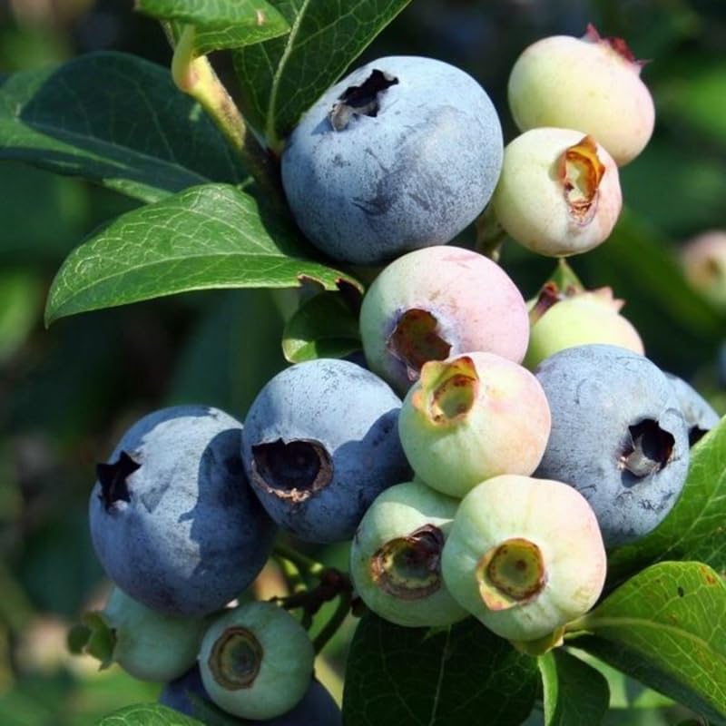 2 Blueberry Plants Live for Planting, 4-8 Inch Tall Well-Rooted, Hardy Blueberry Bush for Garden or Patio, High Yield (Sunshine Blueberry)