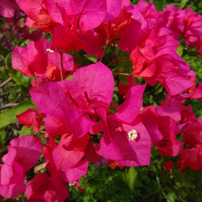 Set 2 Pink Magenta Bougainvillea Plants, 5-8" Tropical Bougainvillea Plant Starter, Colorful Perennial Blooms, Live Well Rooted Plant