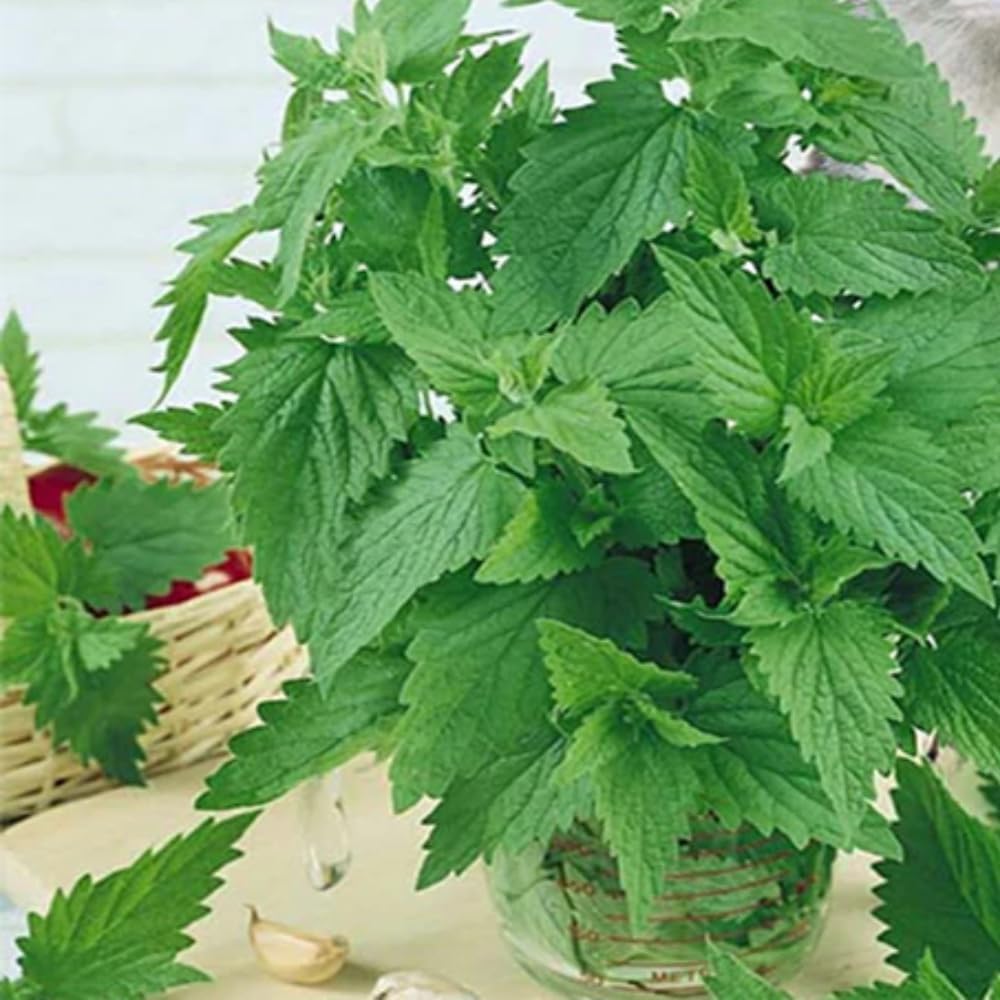 Pack 3 Catnip Plants Live, 4-7" Tall, Catnip Mint Plants Herbs Well-Rooted for Planting Indoor Outdoor Home Garden