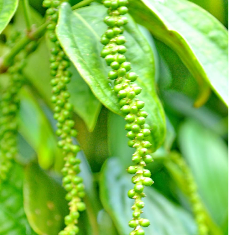 Black Pepper Plant Live, Black Pepper Tree Plant, Piper Nigrum Plants, 4 to 6 Inches Tall, Edible Herb for Indoor Outdoor Garden