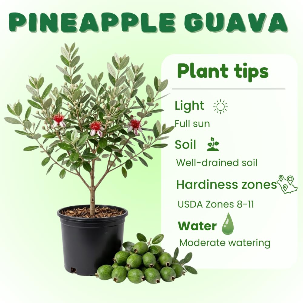 Pineapple Guava Tree Live Plant, Sweet Edible Fruit Tree, Fully Rooted Guava Plant, 2-3' Tall in 3 Gallon Pot for Outdoor Garden Ready, No Ship to CA