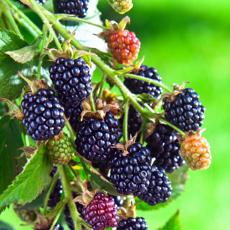 Pack 2 BlackBerry Plants Live, 4-8 Inch Tall, Arapaho Thornless Blackberries Fully Rooted High Yield Berry Plants for Outdoor Planting