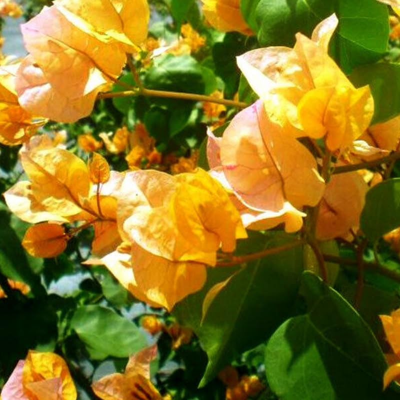 3 Gold Bougainvillea Plants Live, 4-8” Tall Well-Rooted Bougainvillea Vine Flower Plants, Tropical Climbing Plants, No Pot