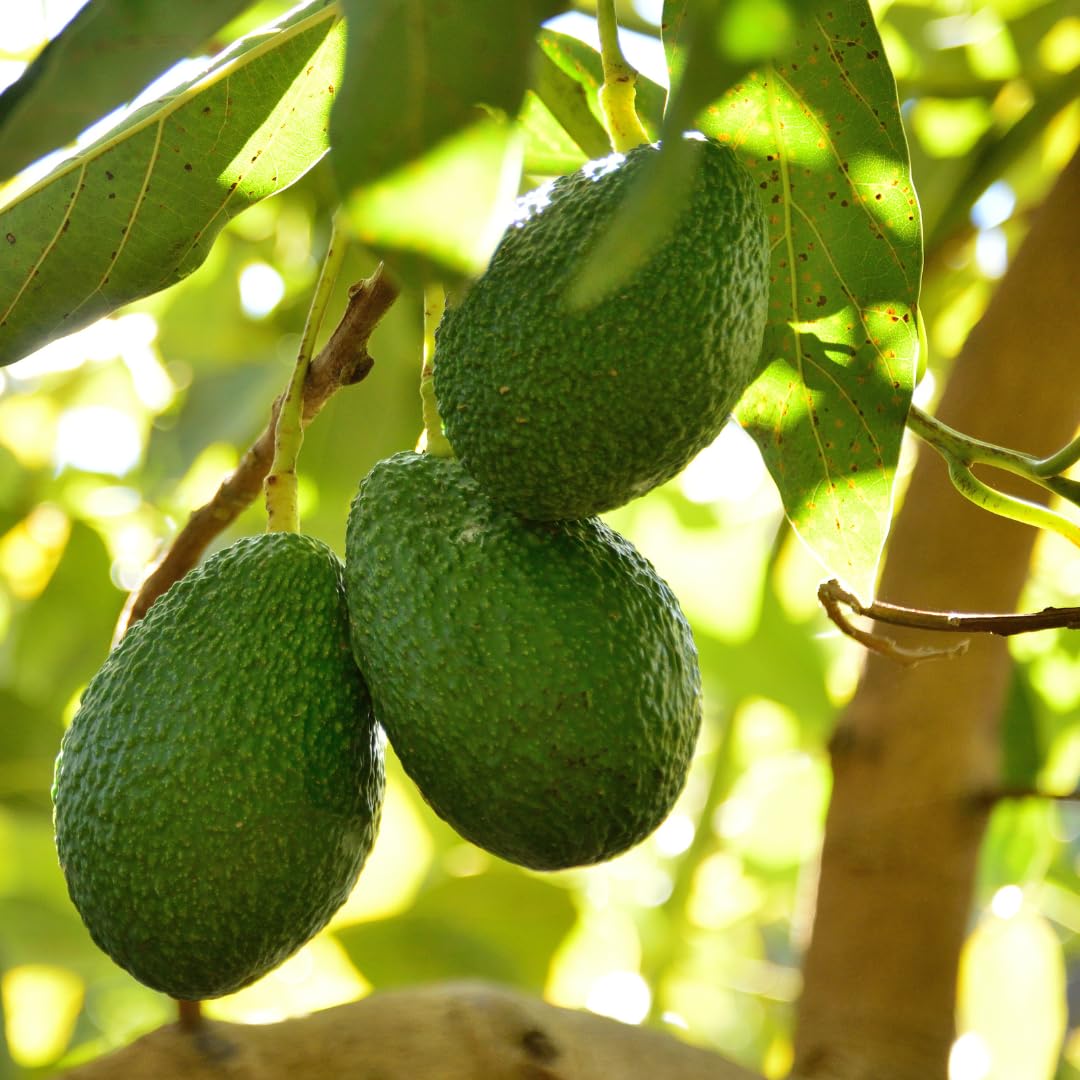 Live HASS Avocado Tree Plant, Hardy Grafted Avocado Fruit Tree, 1-2 Feet Tall in 3 Gallon Pot for Planting, No Ship to CA