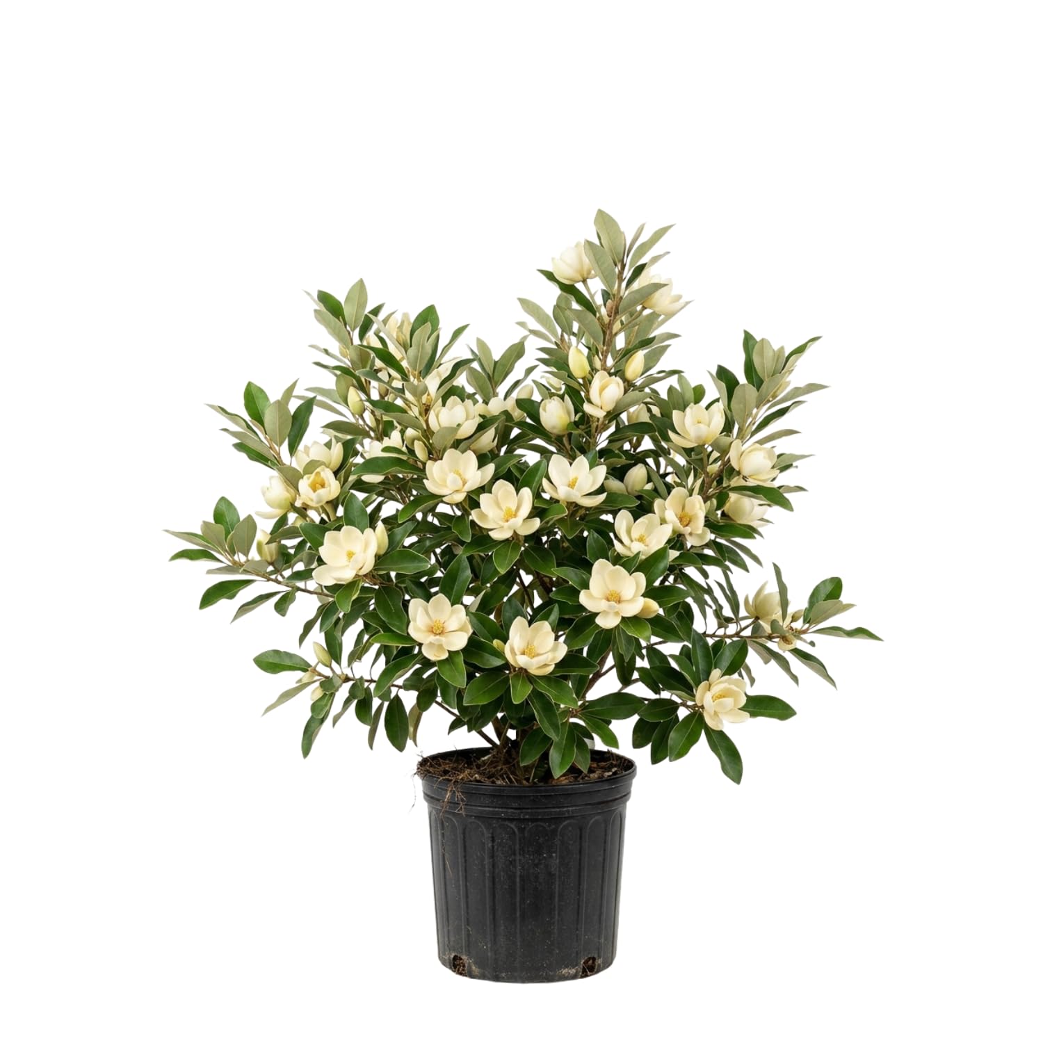 Sweetbay Magnolia Plant Live, White Magnolia Flowers Bush, 2-3 Feet Tall in 3 Gal, Ready to Grow, No Ship to CA