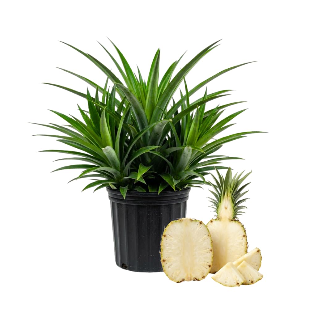Pineapple Plant Live, Pineapple Tree, Well Rooted in 1 Gallon Pot, Sweet White Flesh, Tropical Fruit Plant for Outdoor Garden, No Ship to CA