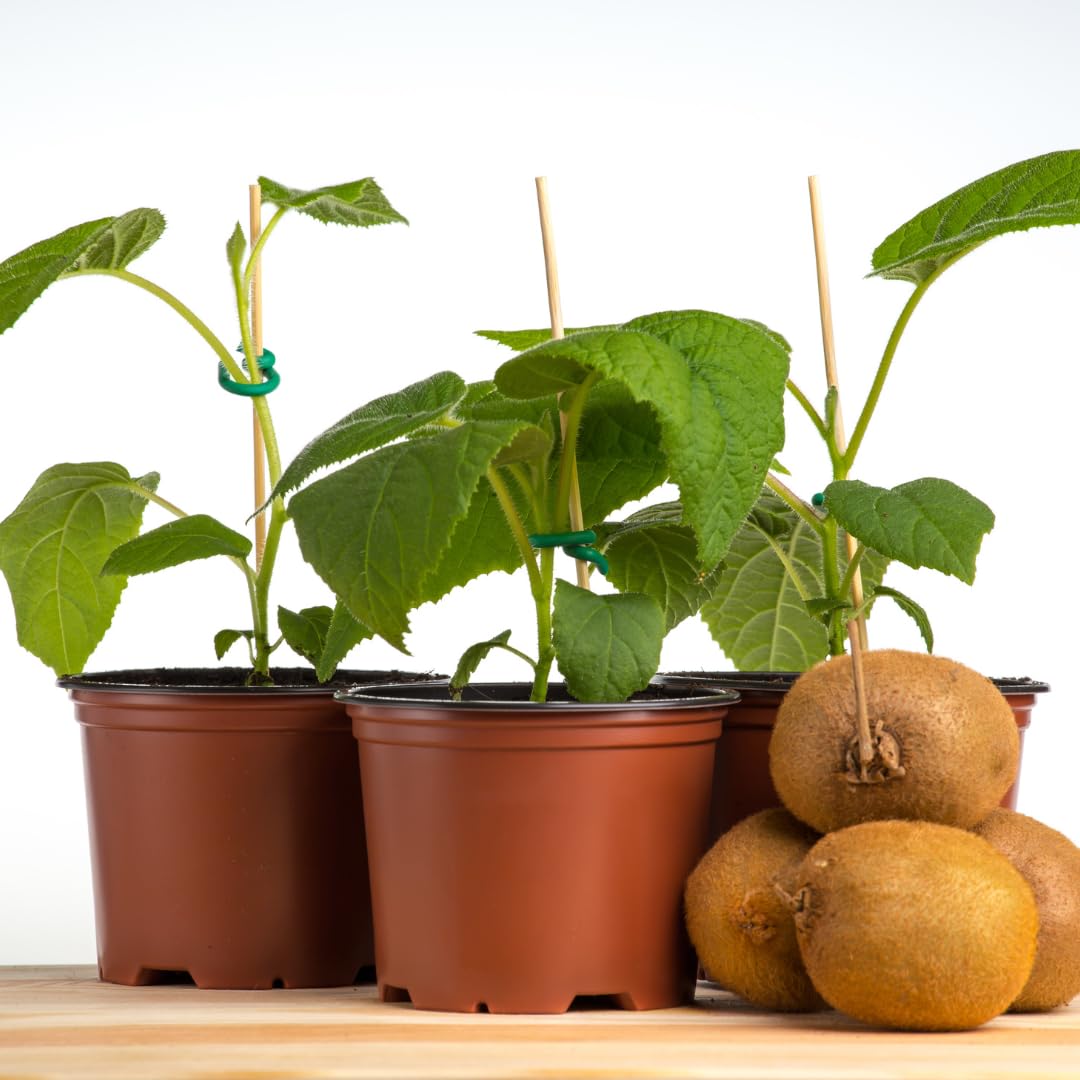 Hardy Kiwi Live Plant, Trellis Fruit Vine Plant, 4-8 Inch Tall