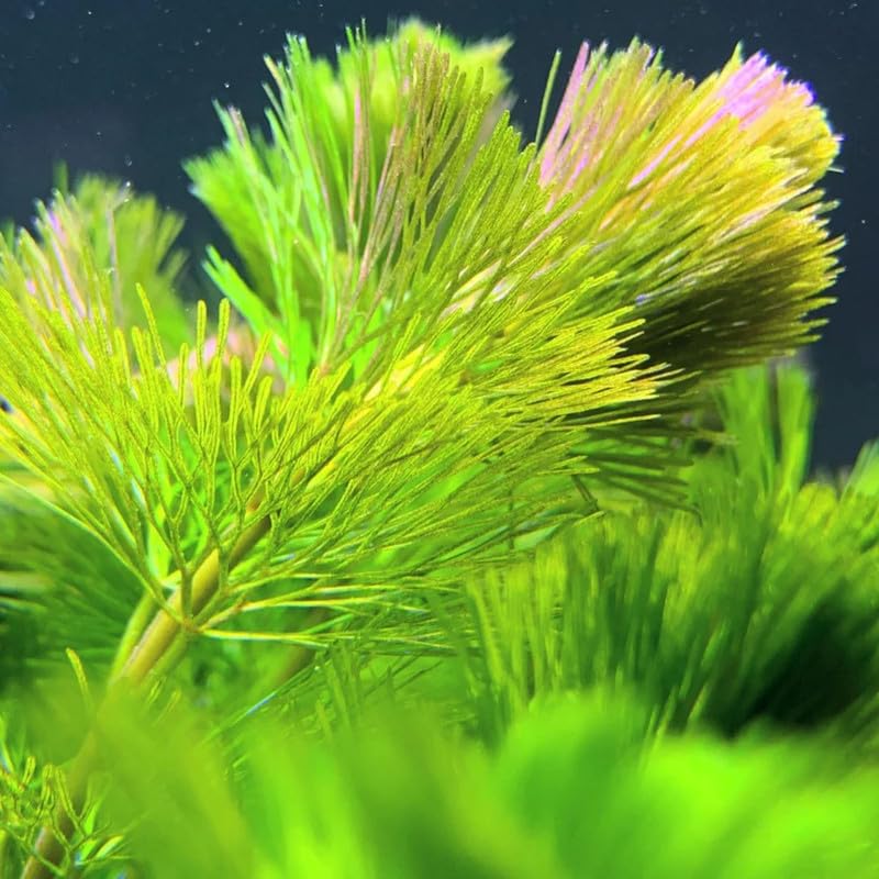 Set of 14 Green Cabomba Plants Live, Aquarium Plants Live, 4 to 7 Inch Tall, Live Aquarium Plants, Cabomba Live Plants, Easy to Plant