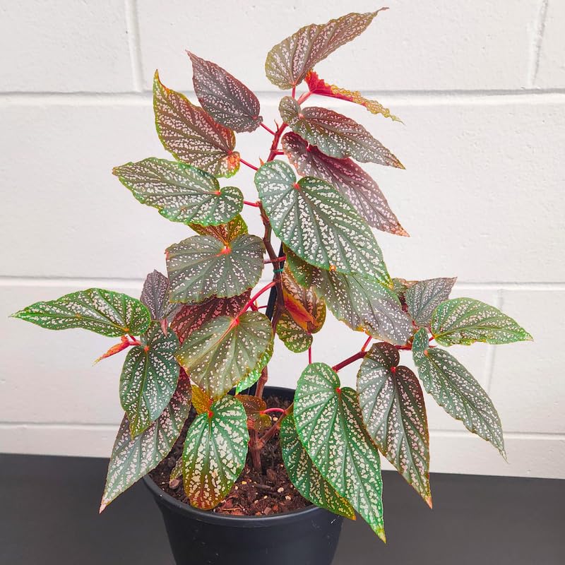Pack 2 Begonias Plants Live, Pink Leaf White Spots Maculata Polka Dot Begonia Live Plant for Decorative Houseplants Indoor Outdoor, Spring Vibrant Foliage