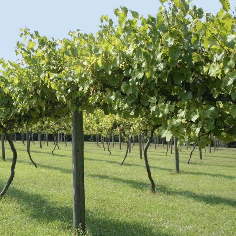 Set of 3 Random Muscadine Grape Plants Live, 4-6" Tall Seedless Grape Vines for Outdoor Planting, Hardy Fruit Plants for Garden and Vineyard