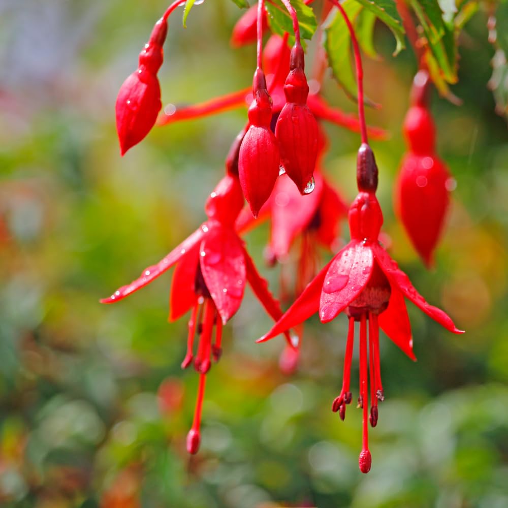3 Red Fuchsia Live Plants, Fuchsia Plants Live, 4 and 8 Inc Tall, Gardening and Outdoor Patio