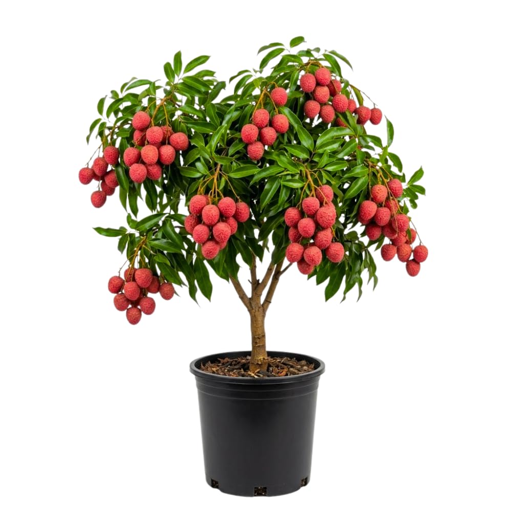 Sweetheart Lychee Tree Live Plant, Lychee Fruit Tree, 3 Gallon Pot, 3-4 Feet Tall, Hardy Litchi Plant Live for Indoor Outdoor Growing, No Ship to CA
