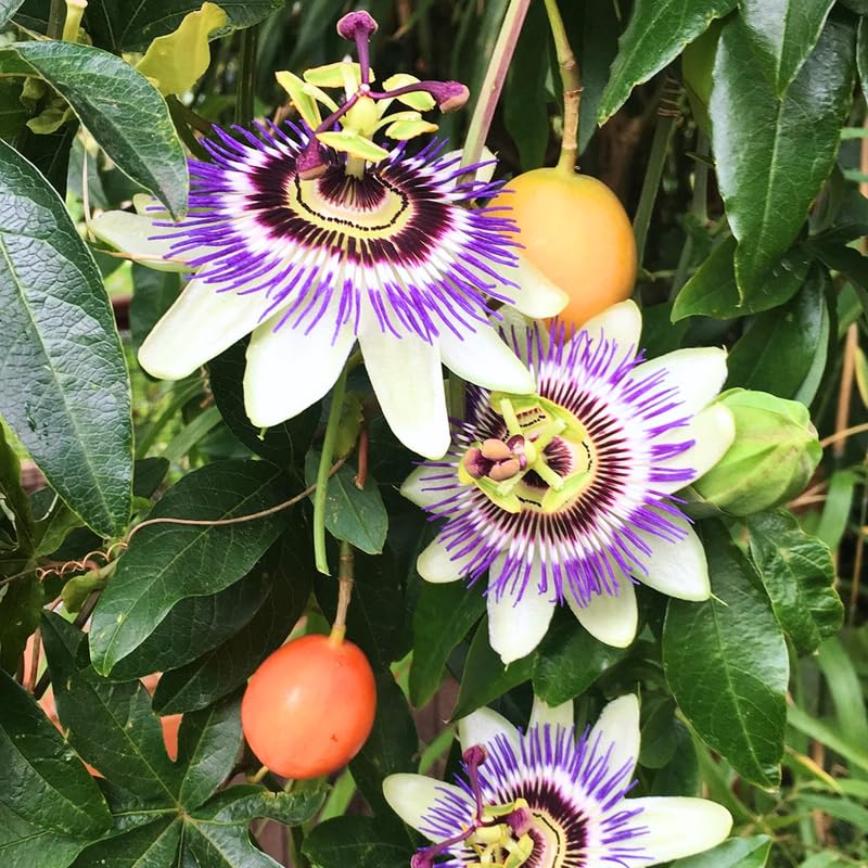 Purple White Passion Flower Plant Live, Passiflora Vine for Garden, 4-8" Tall, Hardy Flowering Vine for Garden or Trellis
