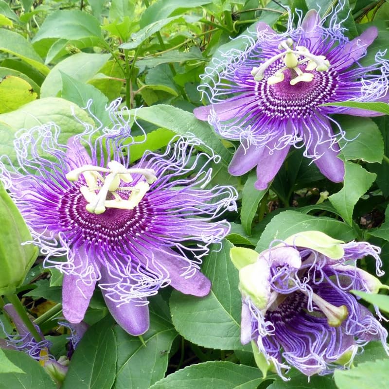 Passion Flower Plant Live, Passiflora Vine for Garden, 4-8" Tall, Hardy Flowering Vine for Garden or Trellis