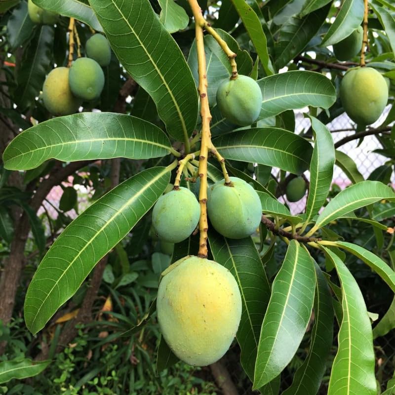 Kent Mango Tree Plant for Planting Outdoor Garden, 3 Gallon Pot, Mango Tree, Tropical Plant for Backyard and Container Growing, No Ship to CA