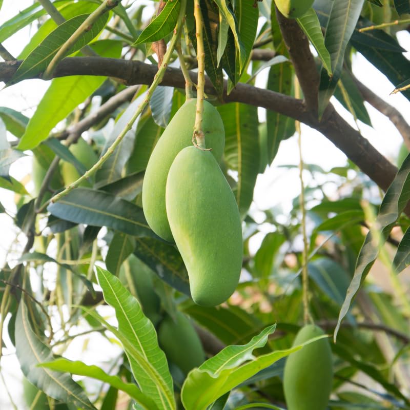 Long Mango Trees Live Plants in 3 Gal Pot, Fragrant Mango Fruit Tree from 2 to 3 Feet Tall, Sweet and Fast-Growing, No Ship to CA