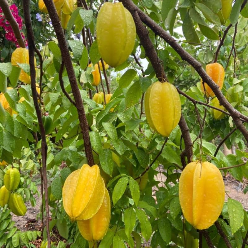 Live Starfruit Tree 1 Gallon Pot, Sweet Starfruit Plant 1-2 Feet Tall, Tropical Fruit Tree for Growing Outdoor, No Ship to Ca
