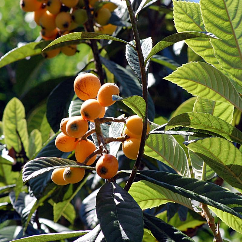 Live Loquat Tree Plant, Sweet Loquat Plant, 2 Feet Tall in 3 Gallon Pot, Ready to Grow, No Ship to CA
