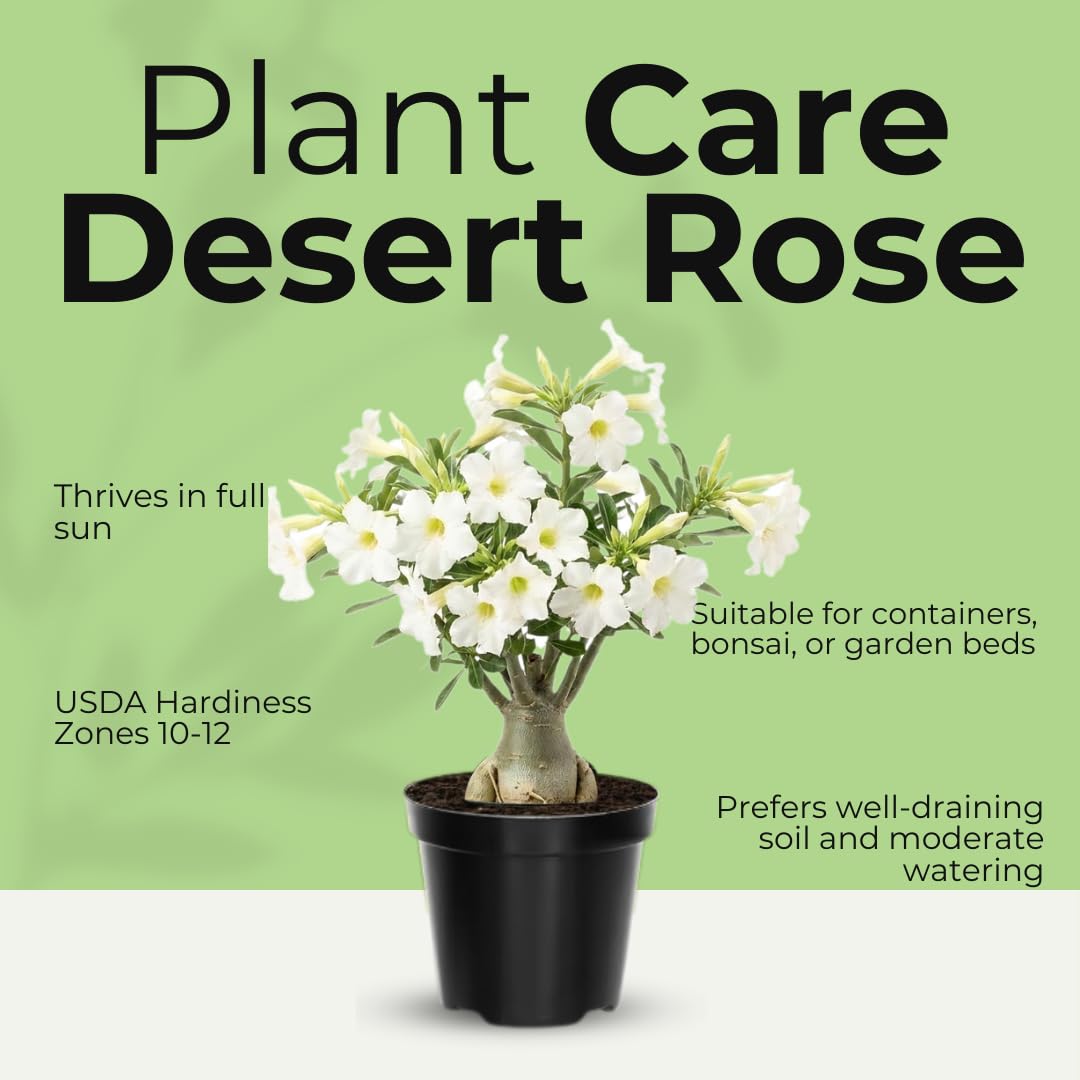 Live Desert Rose Plant, Adenium Obesum Desert Rose, Flowering Succulent, 4-7 Inches Tall for Indoor or Outdoor Planting (White Desert Rose)