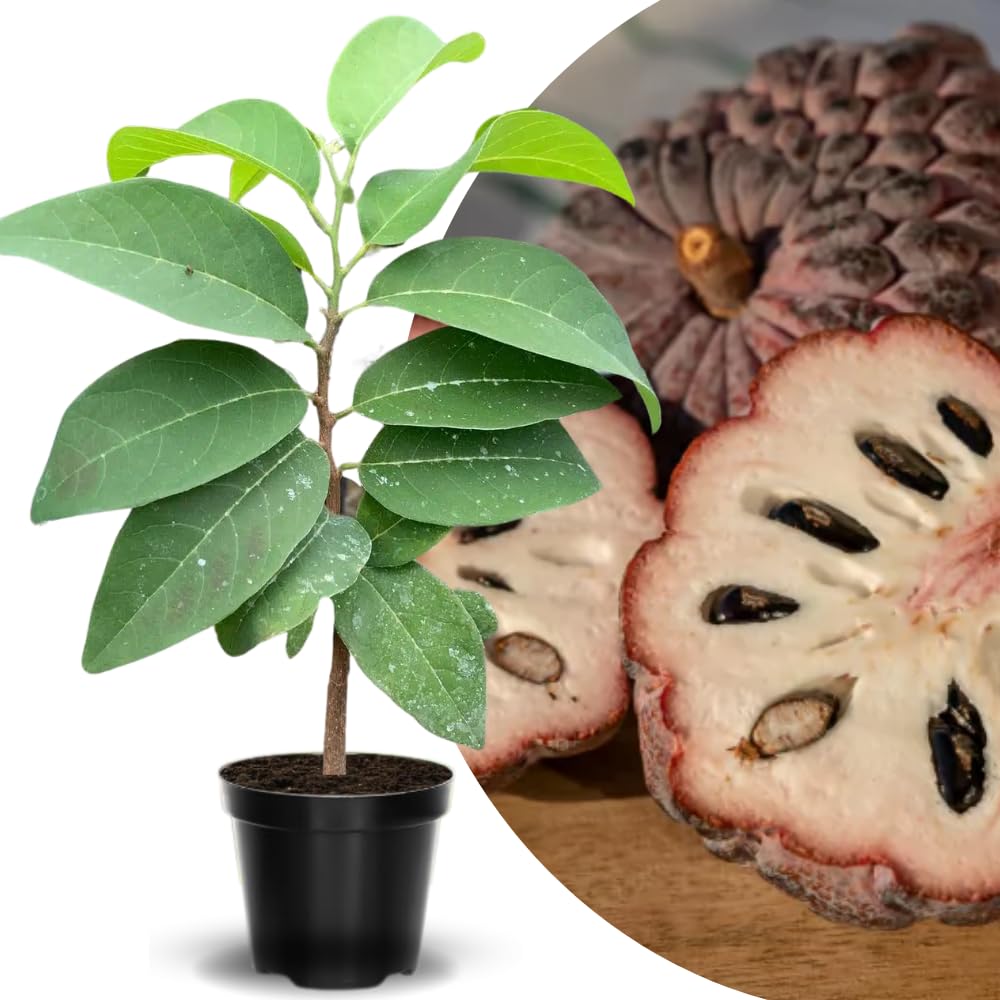 Red Sugar Apple Tree Live Plant, 2-3 Feet Tall in 3 Gallon Pot for Container and Outdoor Planting, No CA