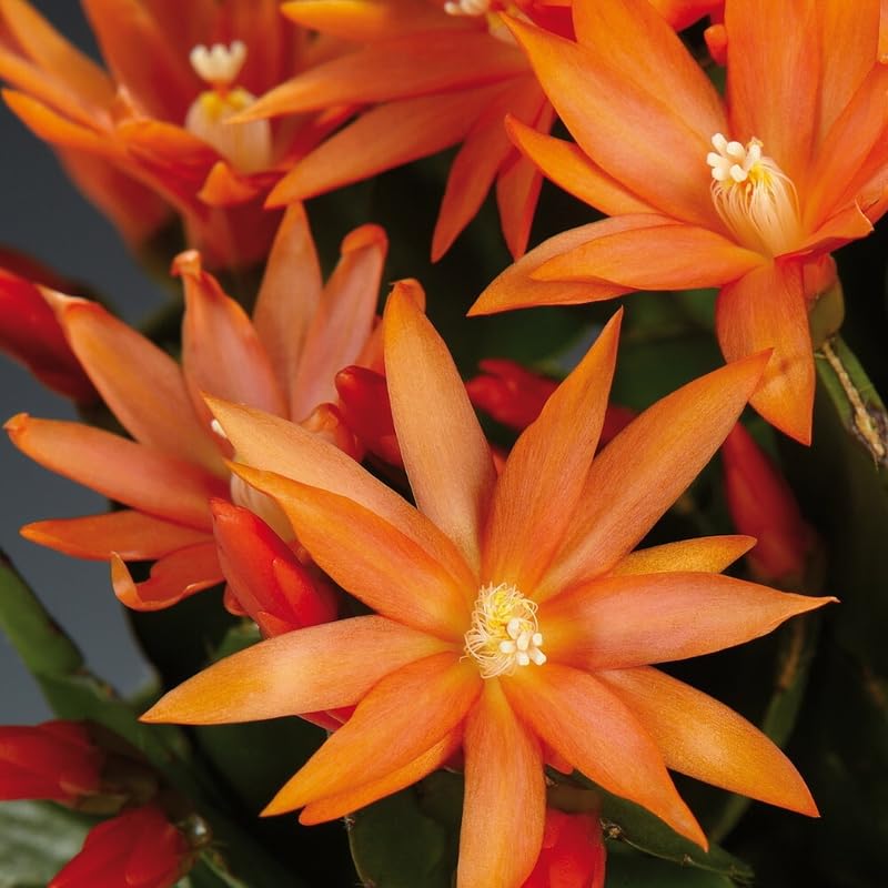 Orange Easter Cactus Live Plants, Spring Cactus 4-6 Inch, Houseplant Indoor Planting