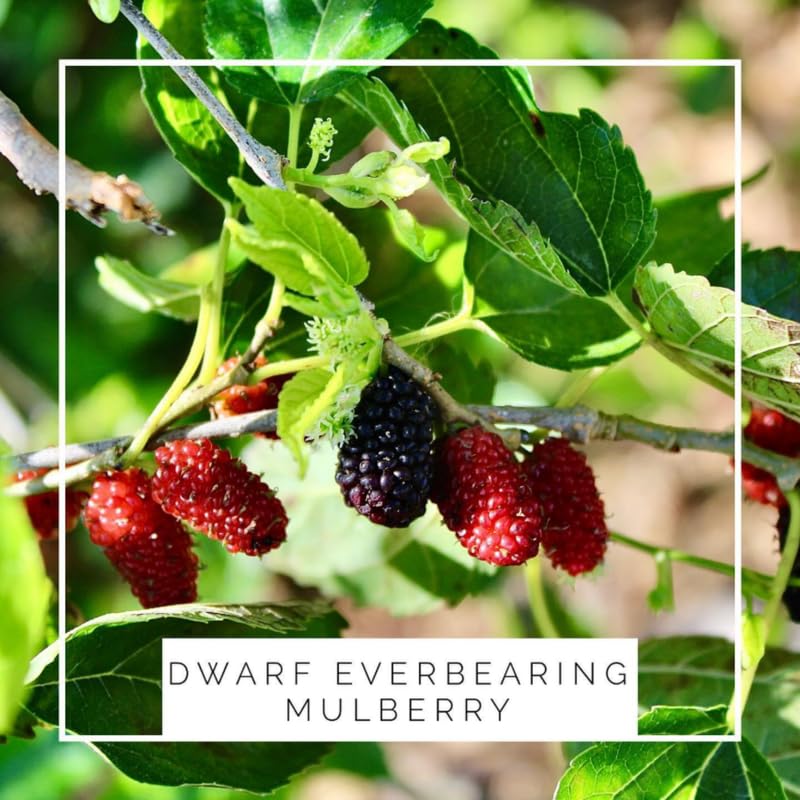 Dwarf Mulberry Tree Live Plant, Hardy Mulberry Fruit Tree for Planting Indoor Outdoor, Sweet Mulberries Tree Well Rooted 4-8'' Tall