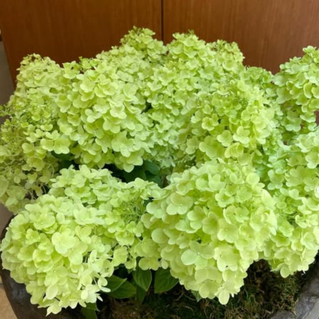 2 Lime Hydrangea Plant Live Rooted Cutting, Hydrangea Tree Live Plant for Planting, 1 to 2 Feet Tall