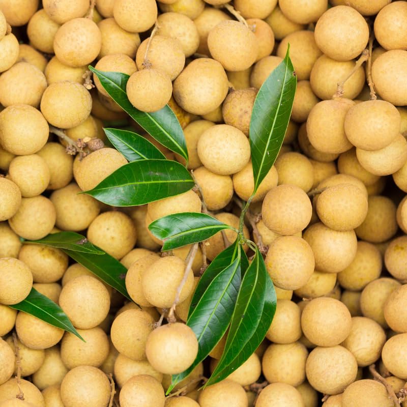 Longan Tree Live Plant, Tropical Longan Fruit Tree for Home Garden, 3 Gallon Pot, 2 to 3 Feet Tall, Sweet and Juice Longan, No Ship to CA
