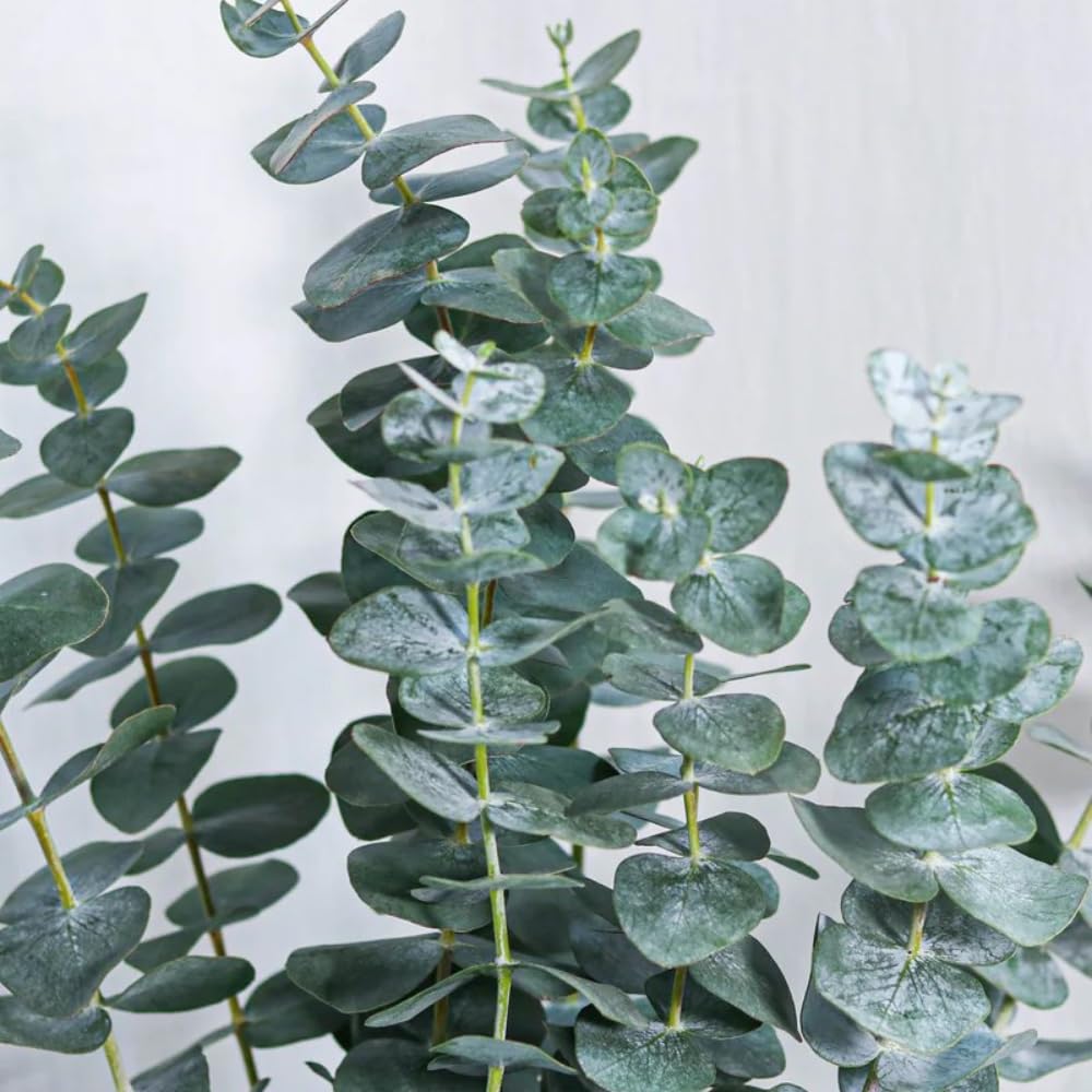 Baby Blue Eucalyptus Live Plant, Silver Eucalyptus Live Plant Indoor Outdoor, 4 to 5 Inch Tall