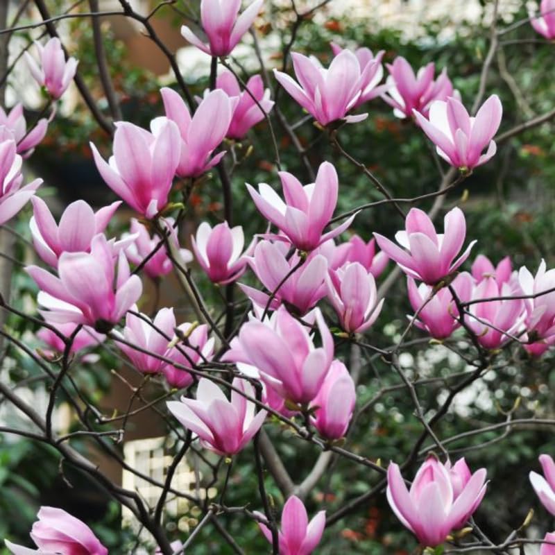 Jane Magnolia Tree Live Plant in 4-8 Inches, Fragrant Spring Blooms, Hardy Perennial Magnolia Flowers Potted Ready to Grow, Winter Dormant