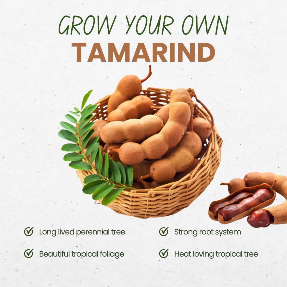 Tamarind Tree Live Plant, Sour Tamarind Plant, 2 Feet Tall, 3 Gallon Pot, Fruit Bearing Plant for Outdoor Garden, No Ship to CA