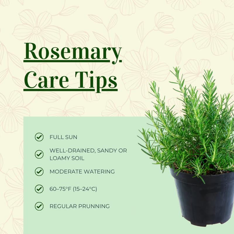 Set of 3 Blue Rosemary Plants Live, Well Rooted Rosemary Herb 4–7 Inches, Culinary and Ornamental Herb for Growing