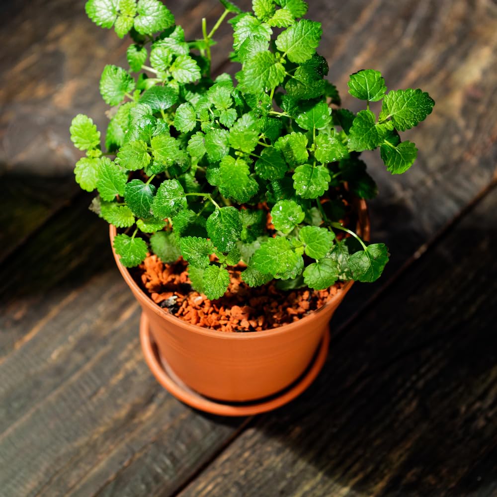 Set 3 Lemon Balm Live Plants, Mint Herb Plant Ready to Grow, 4-7 Inch Tall, Outdoor Garden Growing