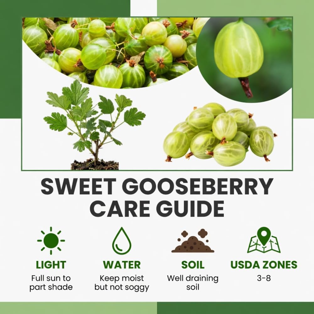 Sweet Gooseberry Plant Live, Gooseberry Bush, 4-6 Inch Tall