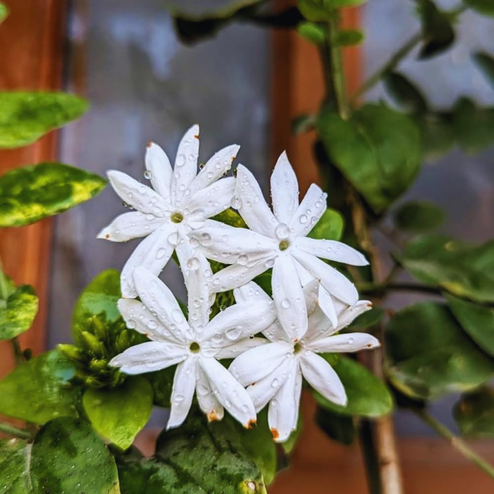 3 White Jasmine Plants Live, 5 to 8 Inches Tall, Jasmine Vine Plant for Gardening and Outdoor Patio