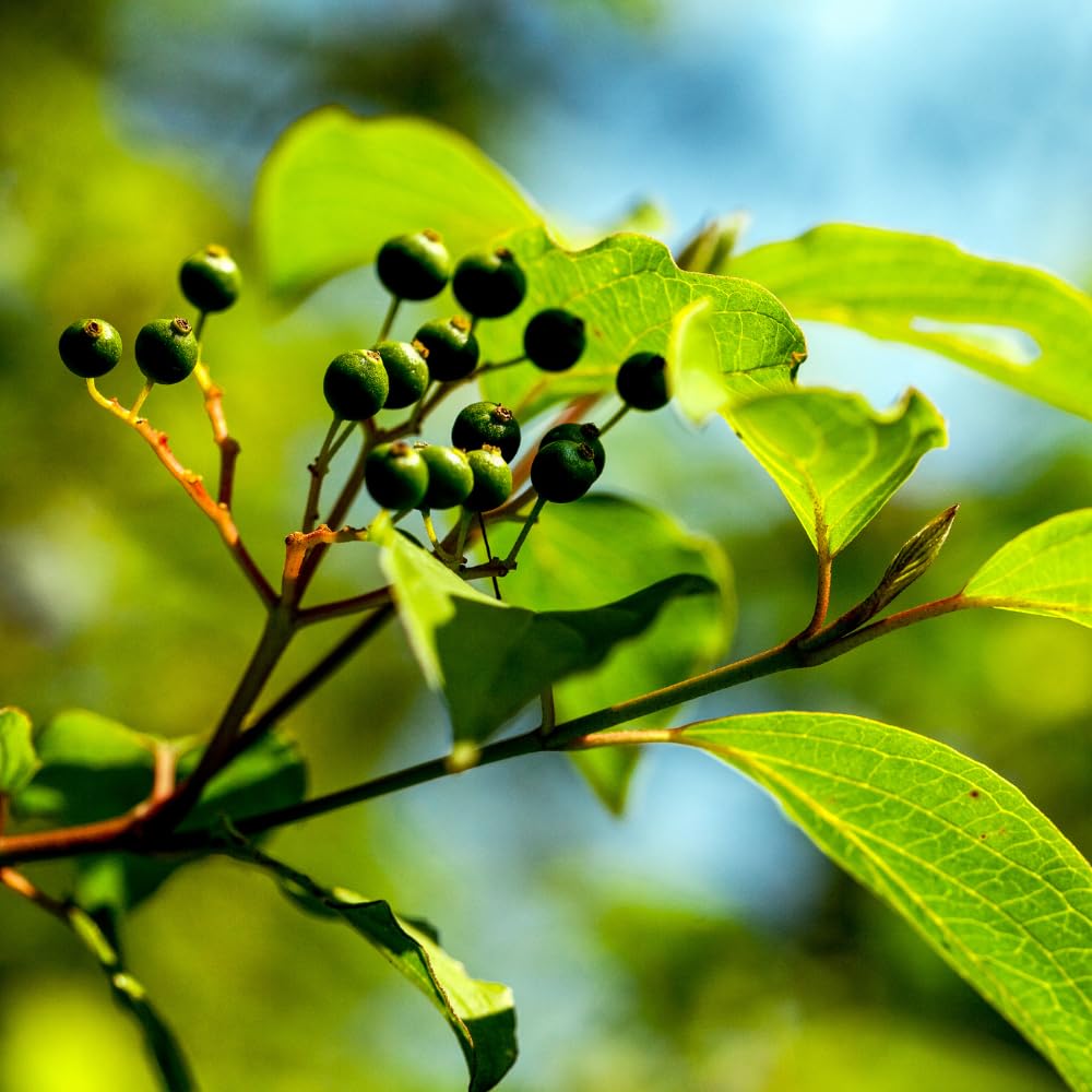 Hackberry Trees Live Plant, 2 to 3 Feet Tall for Starter Plants, Sweet and Edible Fruit, Zones 3 to 9, Common Hackberry Seedling