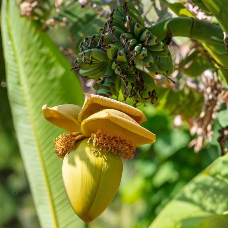 Basjoo Banana Plant, Banana Trees Live Plants, 4-6" Tropical Fruit Tree for Home Garden, Patio and Container Growing