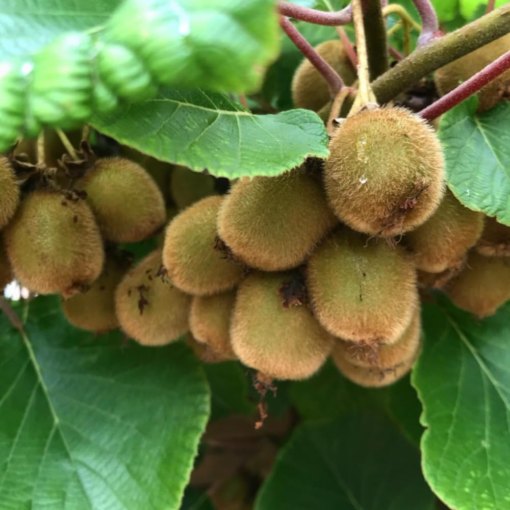 Female Hardy Kiwi Vine Live Plant, Trellis Fruit Vine Plant, 5-8 Inch Tall