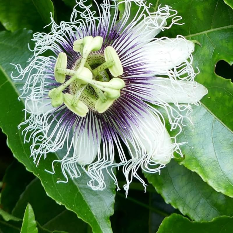 Purple White Passion Flower Plant Live, Passiflora Vine for Garden, 4-8" Tall, Hardy Flowering Vine for Garden or Trellis