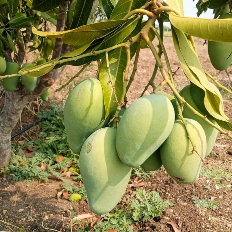 Sweet Tart Mango Tree Live Plant for Planting, Grafted Mango Plant in 3 Gallon Pot, Fast Growing Tropical Fruit Tree Seedlings
