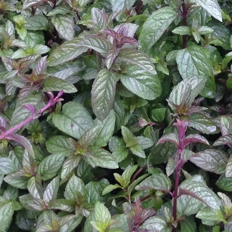 4 Berries Creams Mint Plants Live for Spring Planting, Fragrant Culinary Herb Mint for Indoor Outdoor Zones 3-11, Very Hardy and Fast Growing, Size 4-7" in Tall