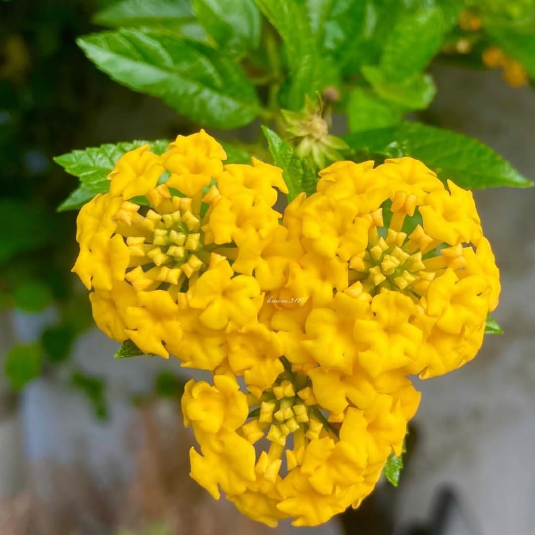 3 Lantana Plants Live, Yellow Lantana Live Plants for Planting Outdoors, Perennial Flower Plant 4 to 8 Inches Long, Gardening Growing